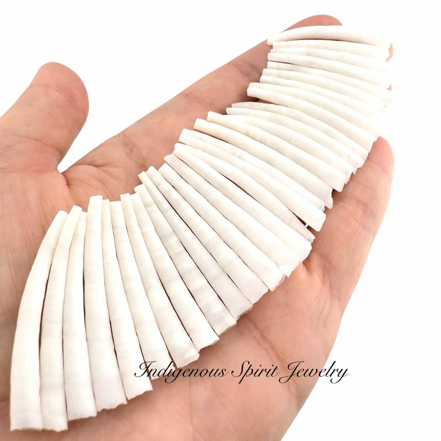 High Quality Dentalium - Size Range 1.5" - 1.75"