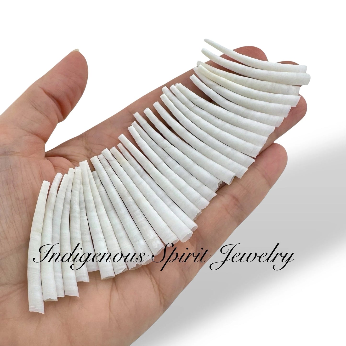 High Quality Dentalium - Size Range 1.75" - 2"