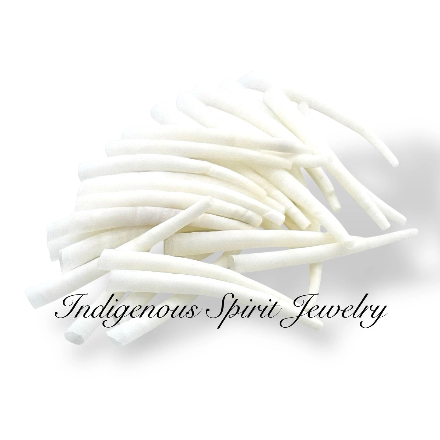 High Quality Dentalium - Size Range 1.75" - 2"