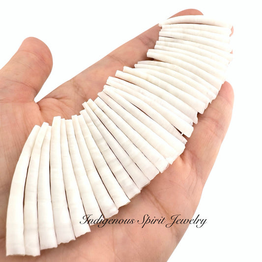 High Quality Dentalium - Size Range 1.5" - 1.75"